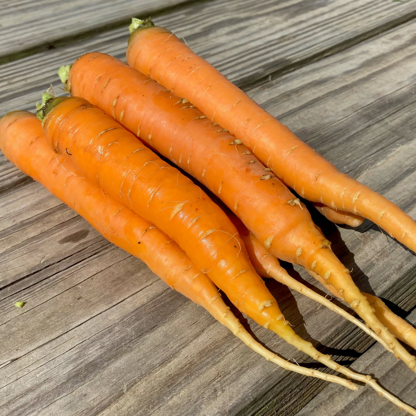 Carrots