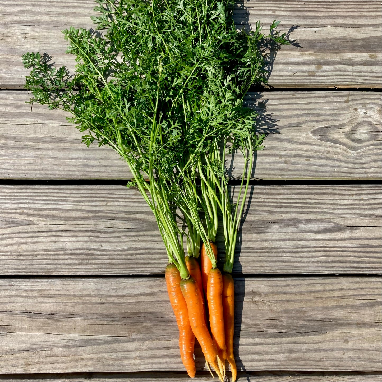 Carrots